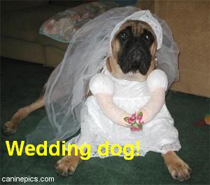 Wedding dog!